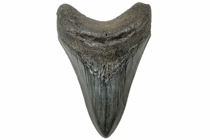 Serrated, Fossil Megalodon Tooth - South Carolina #310426